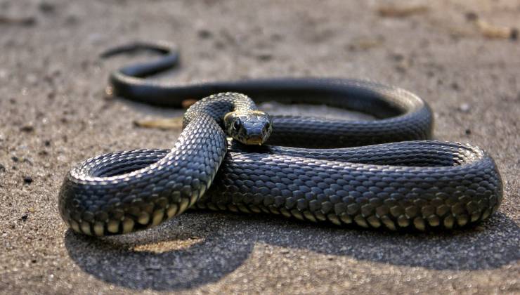 Tarantasio il Drago del Lago - Identikit del mostro: un serpente fuori misura